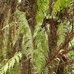 Asplenium hypomelas Celota