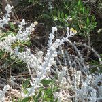 Achillea maritima Хабит