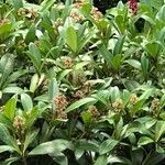 Skimmia japonicaFlor