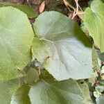 Pericallis appendiculata Leaf