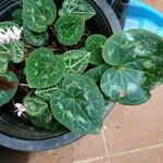 Cyclamen purpurascens Blad