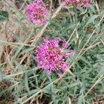 Centranthus lecoqii 花