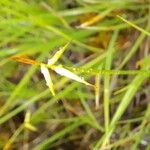 Carex pauciflora Λουλούδι