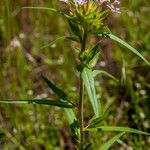 Collomia linearis Flower