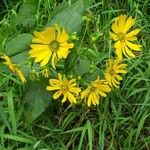 Silphium radula 花