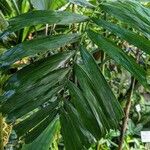 Ptychosperma schefferi Hoja