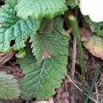 Primula vulgaris 葉