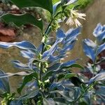 Sarcococca orientalis Vivejo