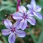 Plumbago europaea 花