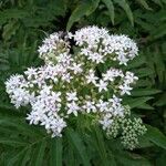 Sambucus ebulusFlower