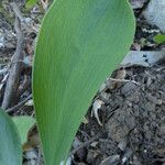 Bupleurum rigidum Leaf