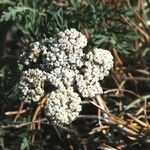 Lomatium nevadense Кветка