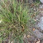 Carex pairae Hostoa