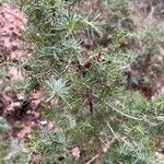 Juniperus communis Blad