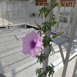Ipomoea cairica Virág