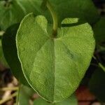 Aristolochia paucinervis Blad