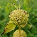 Phlomis russeliana Цвят