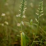Coutoubea spicata Diğer