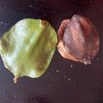 Jacaranda mimosifolia Fruit