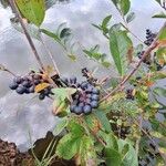 Aronia melanocarpa Ovoce