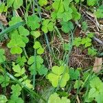 Oxalis acetosella Tervik taim