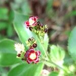 Jatropha gossypiifolia Květ