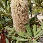 Banksia baueri Flower