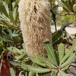 Banksia baueri 花