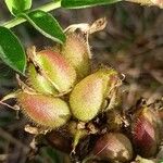 Astragalus cicer Vrucht