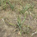 Yucca rupicola Habit