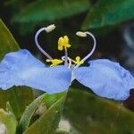 Commelina virginica Flower