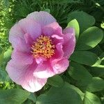 Paeonia broteriKvet