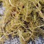 Utricularia minor List