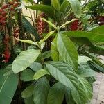 Psychotria viridis Foglia