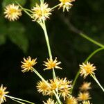 Rhynchospora holoschoenoides Flower