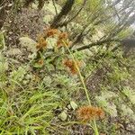 Rhynchospora holoschoenoides Leaf