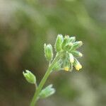 Myosotis balbisiana Flower