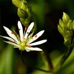 Stellaria graminea Fula