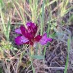 Anacamptis papilionacea Квітка