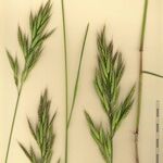 Bromus lanceolatus その他の提案