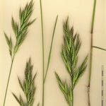 Bromus lanceolatus Sonstige