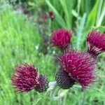 Cirsium rivulare Fula