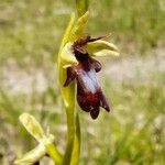 Ophrys insectifera Λουλούδι