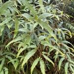 Gleichenella pectinata Hoja