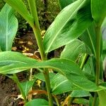 Hedychium flavescens Leaf