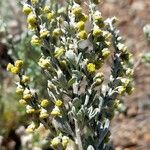 Artemisia magellanica Flower