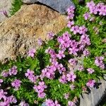 Saponaria caespitosa Fiore