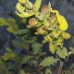 Scutellaria orientalis Fruit