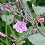 Clinopodium grandiflorum Blüte