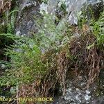 Asplenium x alternifolium 形態